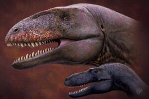 В Центральной Азии нашли останки гигантского динозавра с акульими зубами