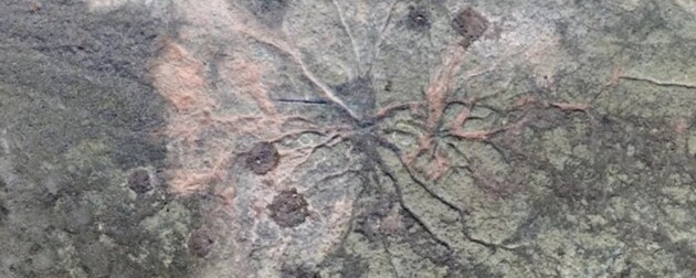 Викопне коріння дерев розповіло про найдавніші ліси Землі