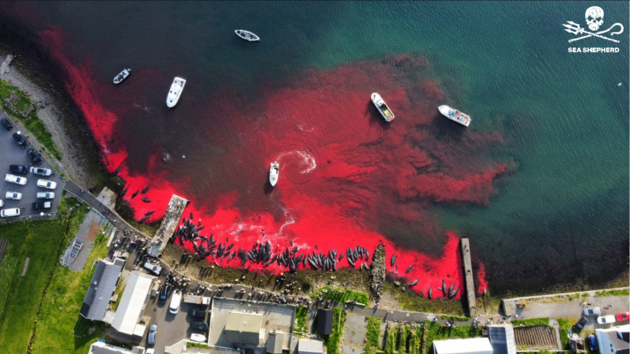 У бухті вбили більш ніж 1400 дельфінів