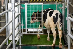 Вчені привчили корів «до туалету» для боротьби з глобальним потеплінням 