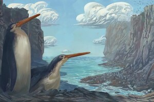 В Новой Зеландии дети нашли скелет нового вида гигантских пингвинов
