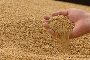 В Украине рекордный урожай зерновых за период независимости и рекорд обновляется – Минагрополитики