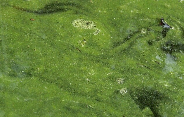 Из-за массового вымирания видов водоросли и бактерии начинают цвести чаще