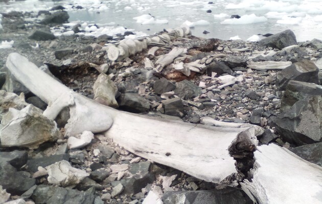 Ученые рассказали о возрасте скелета кита в районе станции «Академик Вернадский»