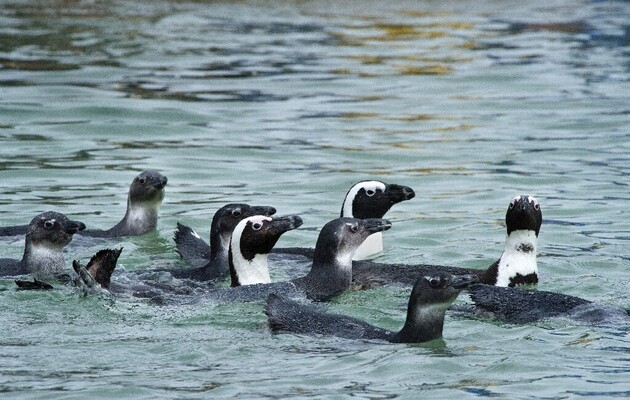 Укуси бджіл стали причиною загибелі 63 африканських пінгвінів