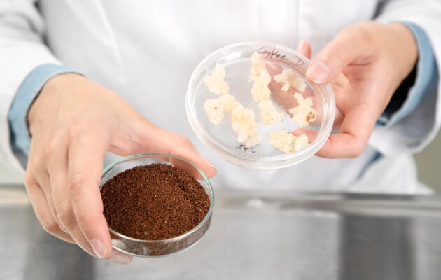 Штучна кава не відрізняється від справжньої