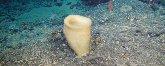 Вчені відкрили шість нових видів губок