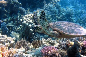 Вчені засумнівалися в негативному впливі глобального потепління на біорізноманіття коралових рифів 