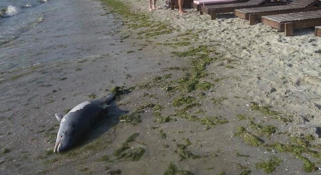 На березі Азовського моря виявили мертвих дельфінів 