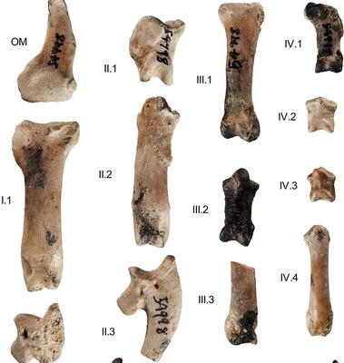 Хижий птах жив на Землі 25 мільйонів років тому