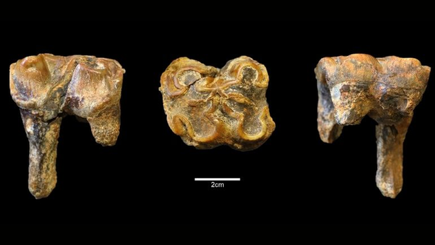 В Великобритании нашли останки гигантского бегемота возрастом миллион лет
