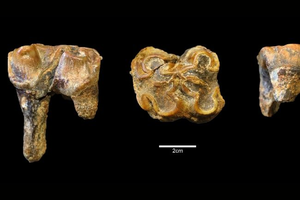 В Великобритании нашли останки гигантского бегемота возрастом миллион лет