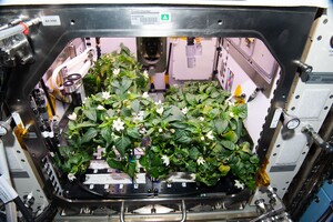Астронавты NASA впервые вырастили перец на МКС — фото, видео 