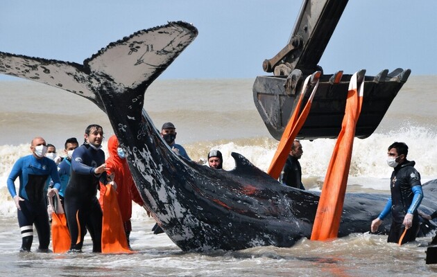 В Аргентине спасли двух китов, которые выбросились на берег