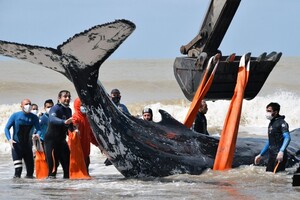 В Аргентині врятували двох китів, які викинулися на берег 
