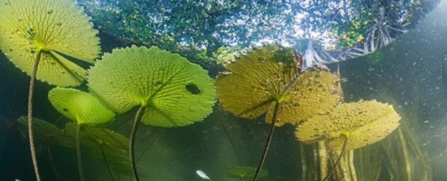 В Мексике нашли «затерянный» реликтовый мангровый лес