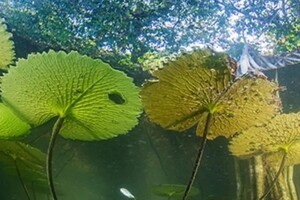 У Мексиці знайшли «загублений» реліктовий мангровий ліс 