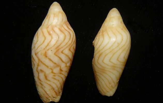 До цього молюска вчені бачили тільки на картинках