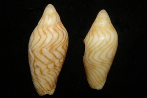 У музеї Австралії випадково знайшли рідкісного хижого молюска 