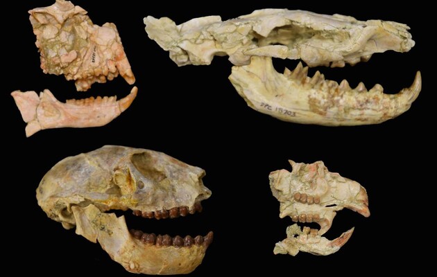 Ученые рассказали о массовом вымирании, которое произошло 34 миллиона лет назад