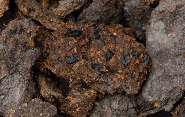  Фекалії віком 2600 років