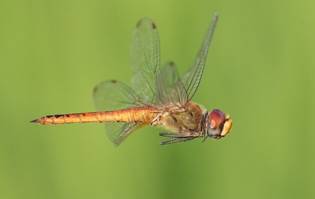 Бабки долають Індійський океан