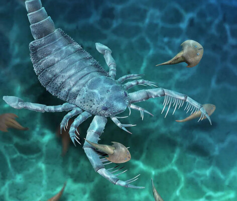 Вчені знайшли останки ракоскорпіона віком 400 мільйонів років