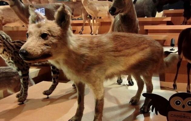 Японские волки вымерли в 1905 году