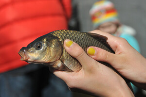 В Україні стартує сезонна заборона на вилов риби у зимувальних ямах