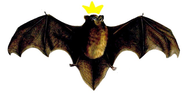 Летучая мышь победила в конкурсе "Птица года - 2021" / Коллаж ZN.UA