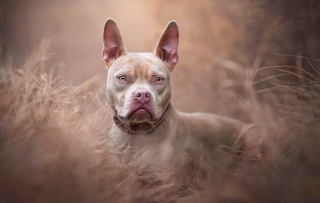 Собаки вичленюють слова з мови, використовуючи самі частини мозку, як і людина