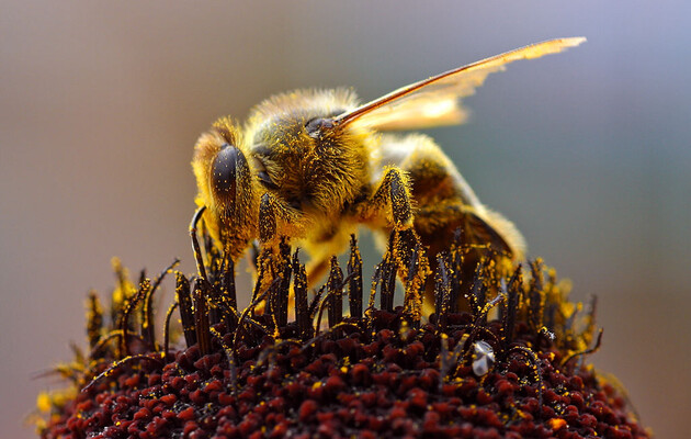 Вчені розповіли про соціальне дистанціювання у бджіл