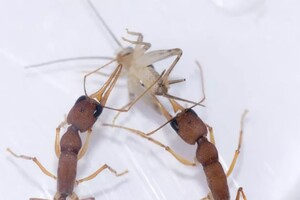 Ученые нашли белок, который может превратить муравья из рабочего в королеву