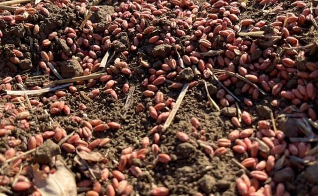 Красная пшеница в Херсонской области: Госпродпотребслужба не нашла ничего вредного, кроме разрешенных агрохимикатов