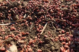 Червона пшениця на Херсонщині: Держпродспоживслужба не знайшла нічого шкідливого, окрім дозволених агрохімікатів