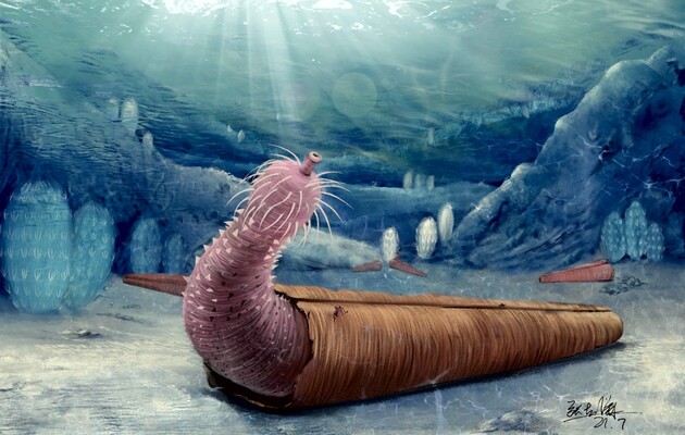 Существо искало раковины моллюсков и пряталось в них