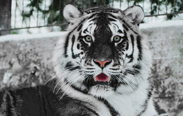 Год Черного водяного тигра: как правильно встретить 2022-й