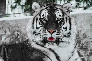 Рік Чорного водяного тигра: як правильно зустріти 2022-й