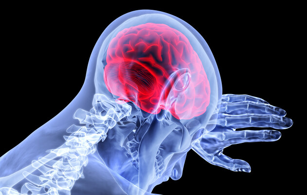 Мозок людини відрізняється від інших ссавців