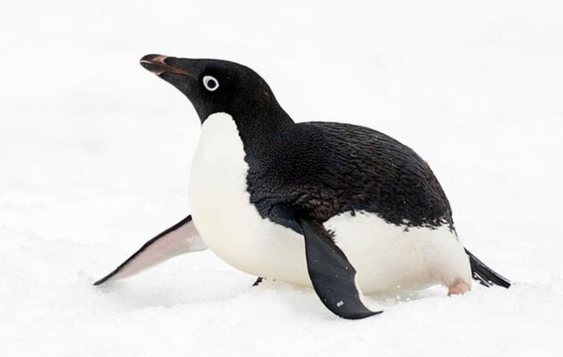 Антарктичного пінгвіна помітили на узбережжі Нової Зеландії