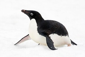 Антарктичного пінгвіна помітили на узбережжі Нової Зеландії