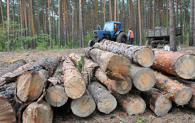 Рада приняла за основу законопроект о рынке древесины