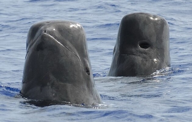 Матери-гринды сокращают время кормления детенышей из-за шума катеров