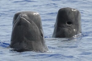 Шум катерів завадив матерям-дельфінам годувати дитинчат