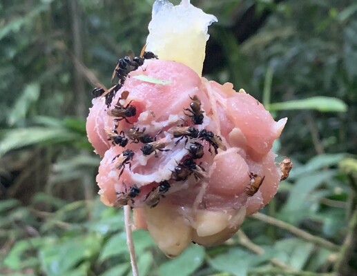 Тропические пчелы начали есть мясо и превратились в «стервятников»