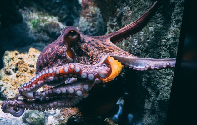 Великобритания признала осьминогов и крабов «чувствующими существами»
