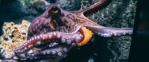 Великобритания признала осьминогов и крабов «чувствующими существами»