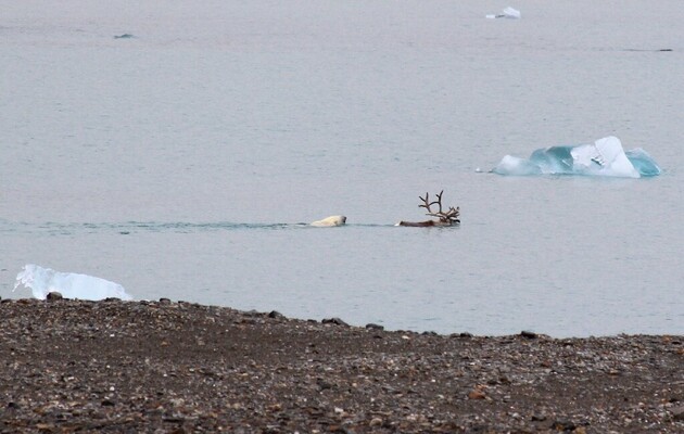 Белые медведи начали охотиться на северных оленей