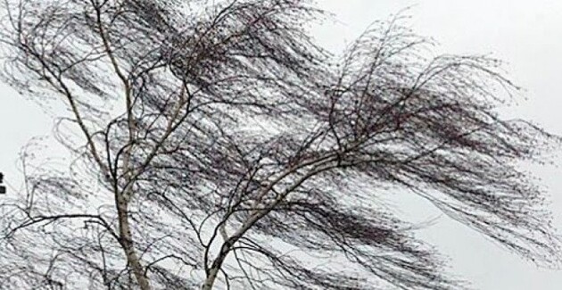 Синоптики предупреждают о шквалистом ветре, способном ломать деревья