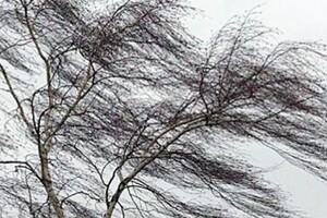 Синоптики попереджають про шквалистий вітер, який здатний ламати дерева